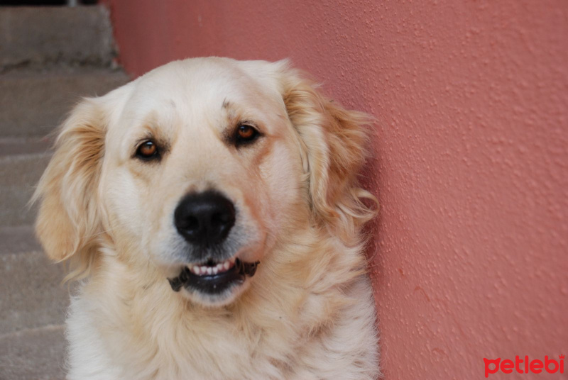 Golden Retriever, Köpek  Lord fotoğrafı