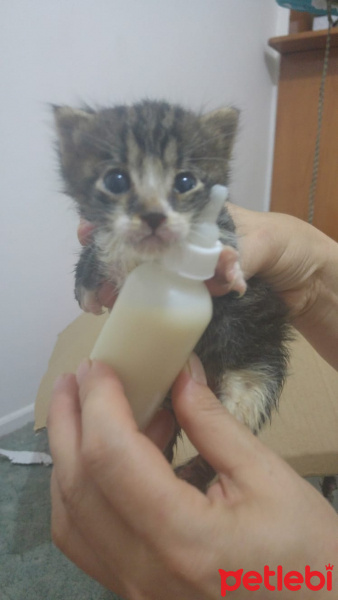 Tekir Kedi, Kedi  Karamel fotoğrafı