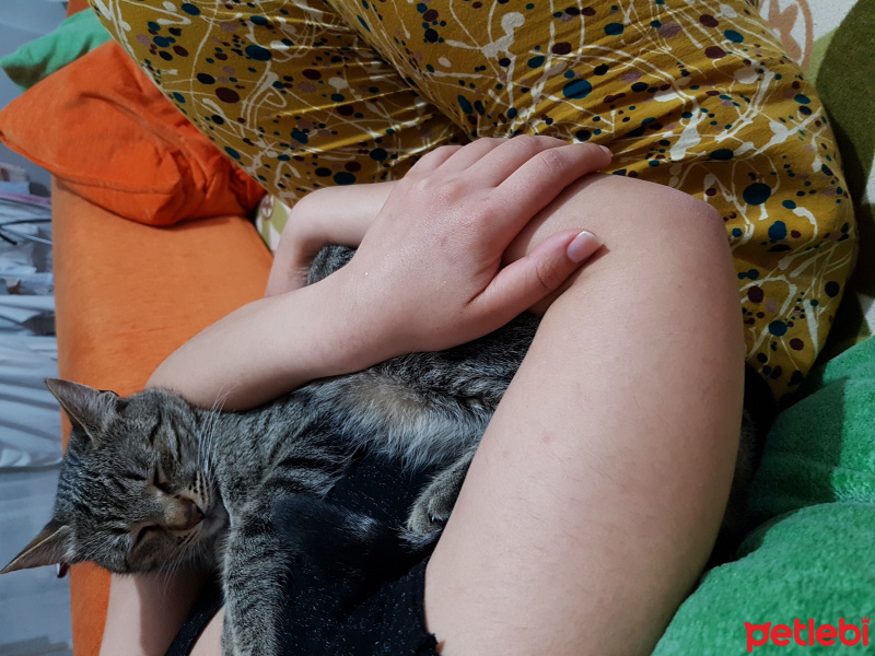 Tekir Kedi, Kedi  yumak fotoğrafı