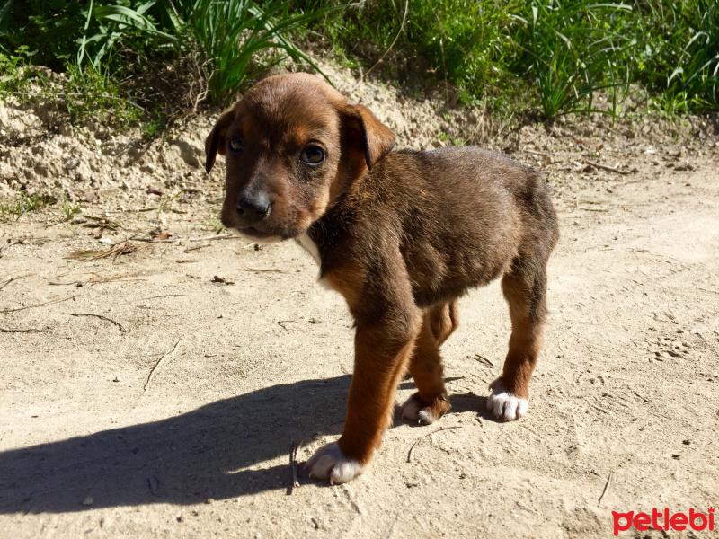 Alman Çoban Köpeği, Köpek  Afacan fotoğrafı