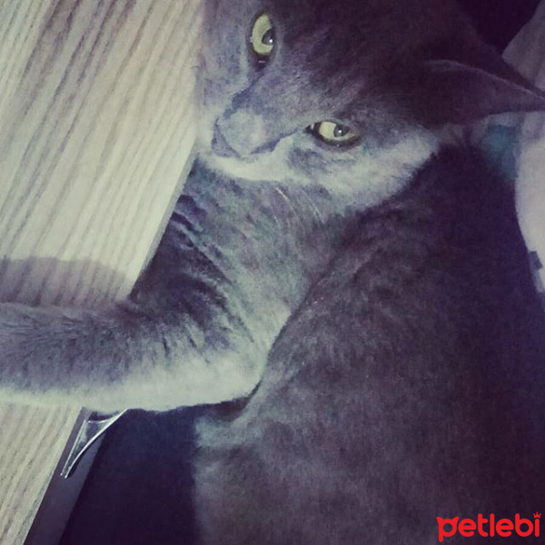 British Shorthair, Kedi  Bulut fotoğrafı