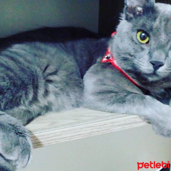 British Shorthair, Kedi  Bulut fotoğrafı