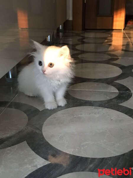 Chinchilla, Kedi  Maya fotoğrafı