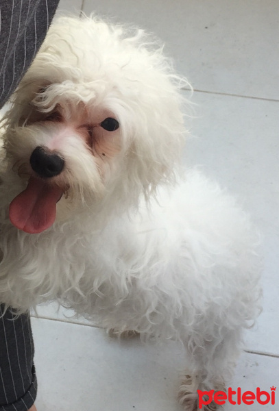 Maltese, Köpek  Boncuk fotoğrafı
