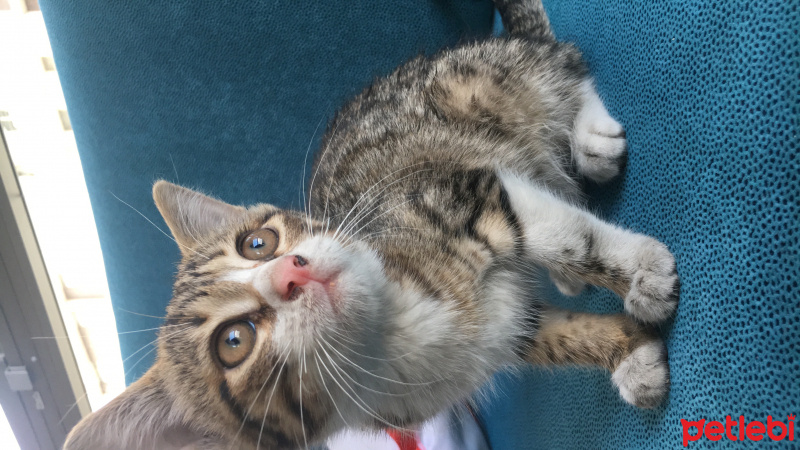 Tekir Kedi, Kedi  minik fotoğrafı