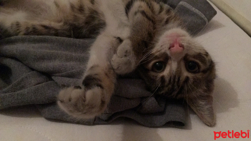 Tekir Kedi, Kedi  minik fotoğrafı