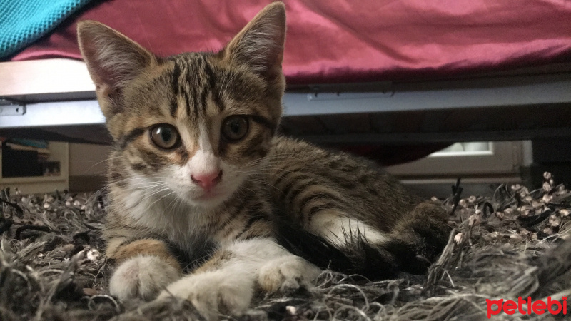 Tekir Kedi, Kedi  minik fotoğrafı