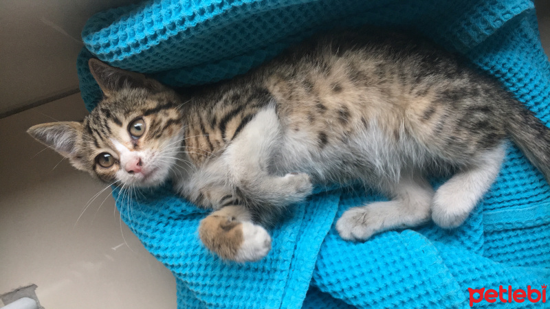 Tekir Kedi, Kedi  minik fotoğrafı