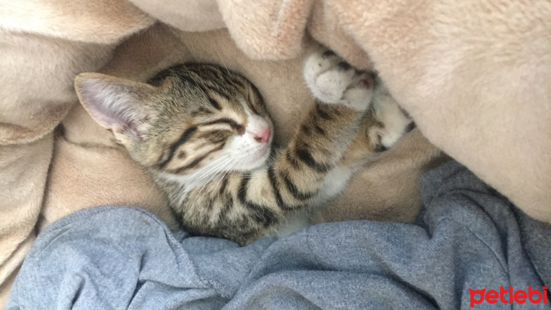 Tekir Kedi, Kedi  minik fotoğrafı
