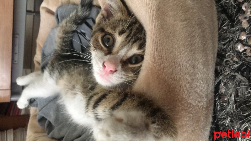 Tekir Kedi, Kedi  minik fotoğrafı