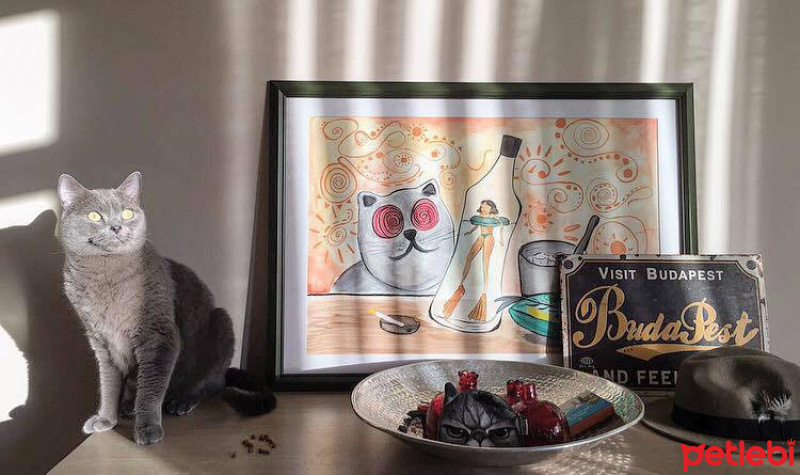 British Shorthair, Kedi  tayyar fotoğrafı