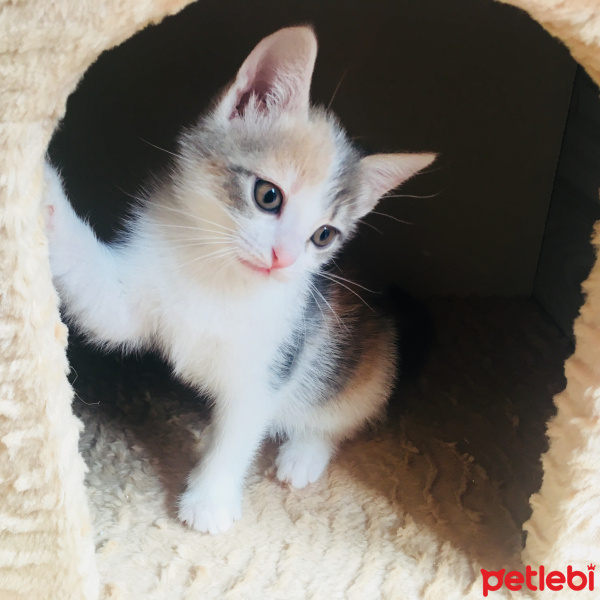 Tekir Kedi, Kedi  Güzel fotoğrafı