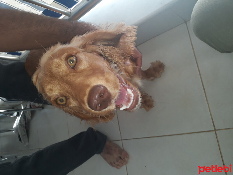 İngiliz Cocker Spaniel, Köpek  Tarçın fotoğrafı