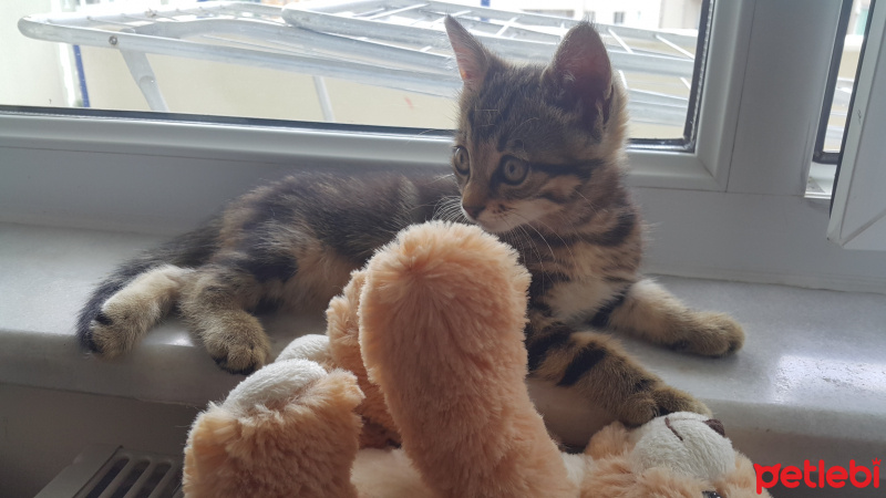 Tekir Kedi, Kedi  Mia fotoğrafı