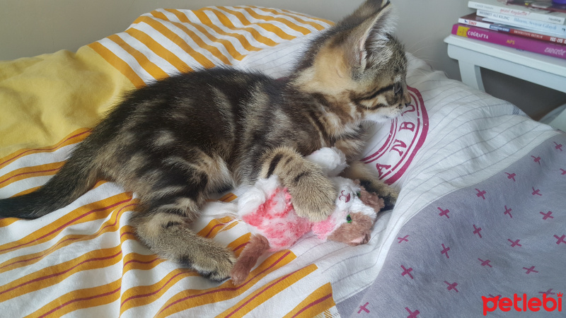 Tekir Kedi, Kedi  Mia fotoğrafı