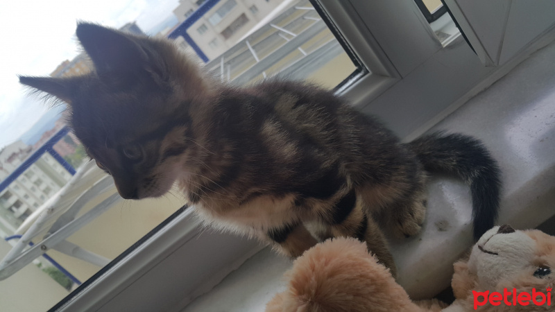Tekir Kedi, Kedi  Mia fotoğrafı