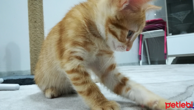 Tekir Kedi, Kedi  Sarı fotoğrafı