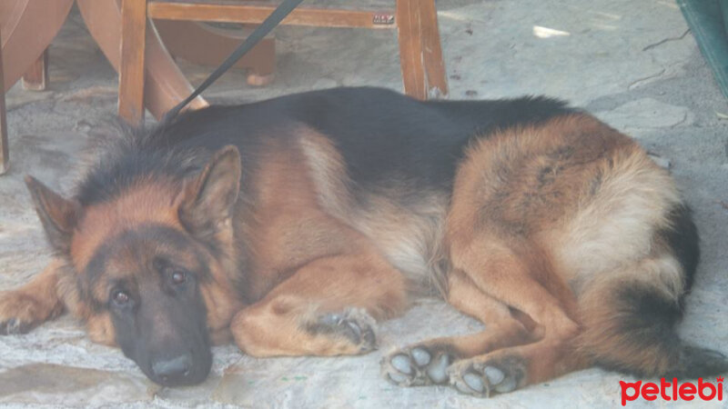 Alman Çoban Köpeği, Köpek  Kahlua fotoğrafı