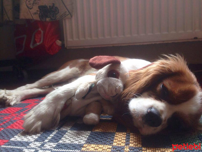 Cavalier King Charles Spanieli, Köpek  Fındık fotoğrafı