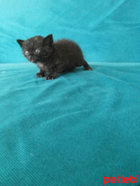 Tekir Kedi, Kedi  3 haftalik 3 tane kedii isimsiz suan fotoğrafı