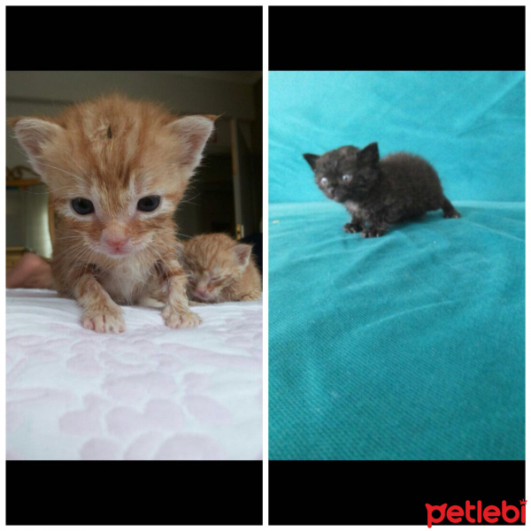 Tekir Kedi, Kedi  3 haftalik 3 tane kedii isimsiz suan fotoğrafı