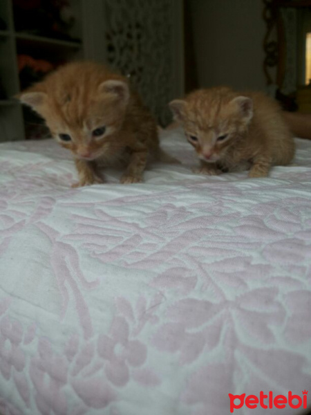 Tekir Kedi, Kedi  3 haftalik 3 tane kedii isimsiz suan fotoğrafı