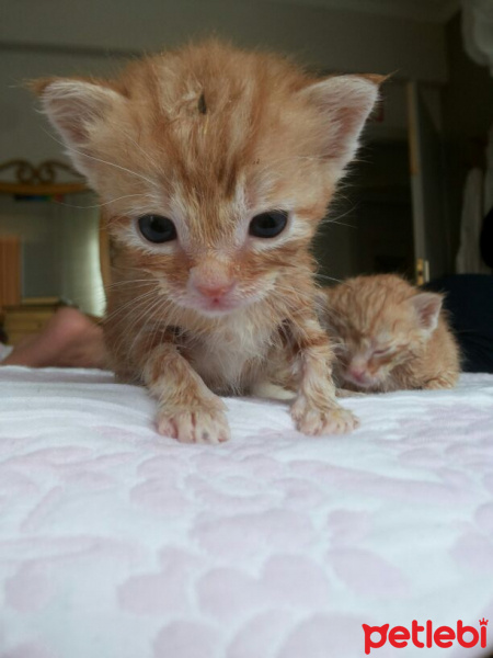 Tekir Kedi, Kedi  3 haftalik 3 tane kedii isimsiz suan fotoğrafı