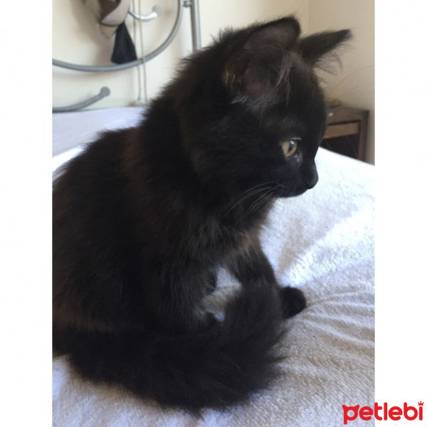 Bombay, Kedi  Bellatrix Lestrange fotoğrafı