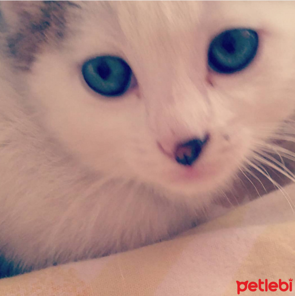 Tekir Kedi, Kedi  Misha fotoğrafı
