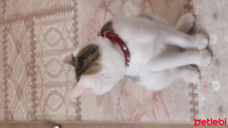 Tekir Kedi, Kedi  Misha fotoğrafı