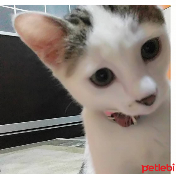 Tekir Kedi, Kedi  Misha fotoğrafı