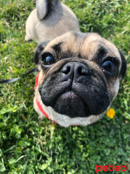 Pug, Köpek  Leia fotoğrafı