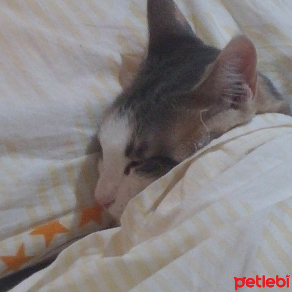 Tekir Kedi, Kedi  Mia fotoğrafı
