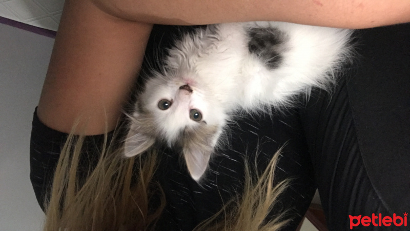 Tekir Kedi, Kedi  Rakı fotoğrafı