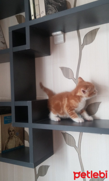 Tekir Kedi, Kedi  Karamel fotoğrafı