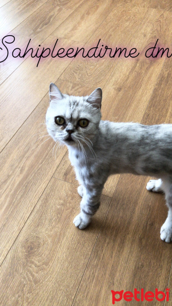 British Shorthair, Kedi  Duman fotoğrafı