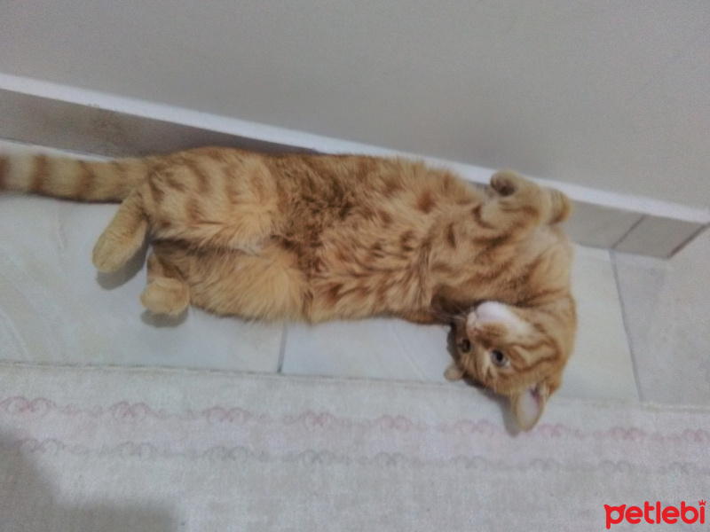 Tekir Kedi, Kedi  Ankara fotoğrafı