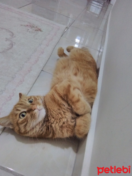 Tekir Kedi, Kedi  Ankara fotoğrafı