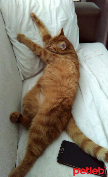 Tekir Kedi, Kedi  Ankara fotoğrafı