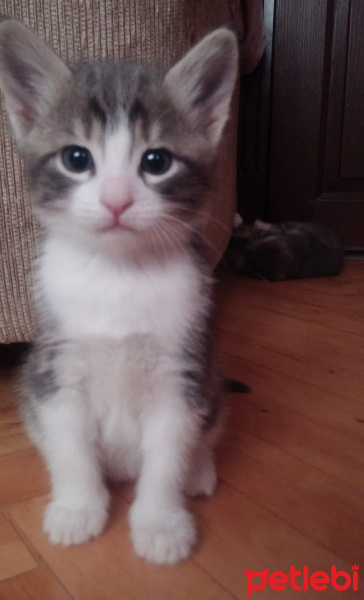 Tekir Kedi, Kedi  Junyir mercan fotoğrafı