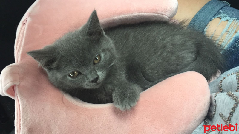 British Shorthair, Kedi  Badem fotoğrafı