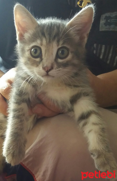 Tekir Kedi, Kedi  Gri fotoğrafı