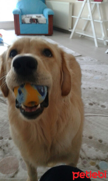 Golden Retriever, Köpek  Paşa fotoğrafı