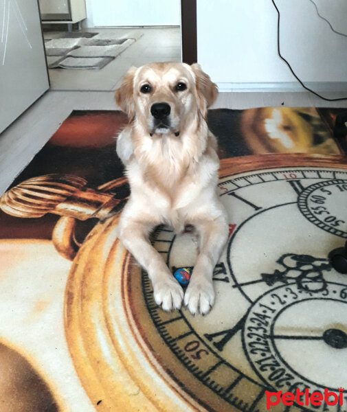 Golden Retriever, Köpek  Paşa fotoğrafı