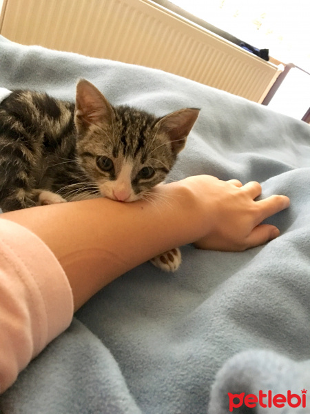 Tekir Kedi, Kedi  Efes fotoğrafı