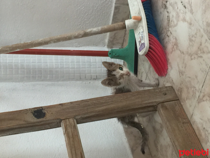 Abyssinian, Kedi  Korsan fotoğrafı