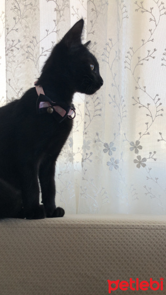 Tekir Kedi, Kedi  mira fotoğrafı