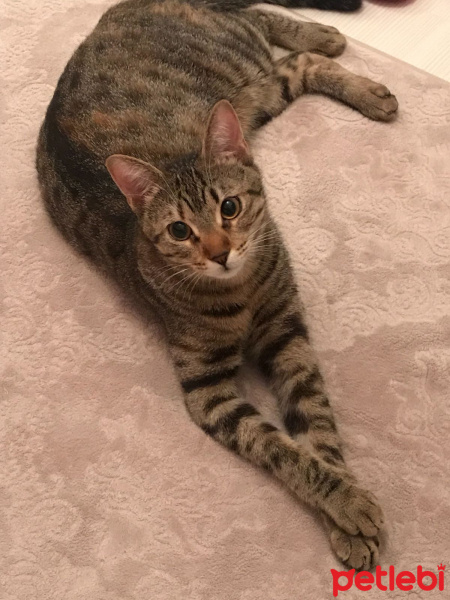 Tekir Kedi, Kedi  Şanslı fotoğrafı