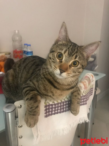Tekir Kedi, Kedi  Şanslı fotoğrafı