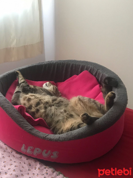 Tekir Kedi, Kedi  Şanslı fotoğrafı